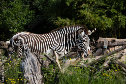 Zebra in captivity