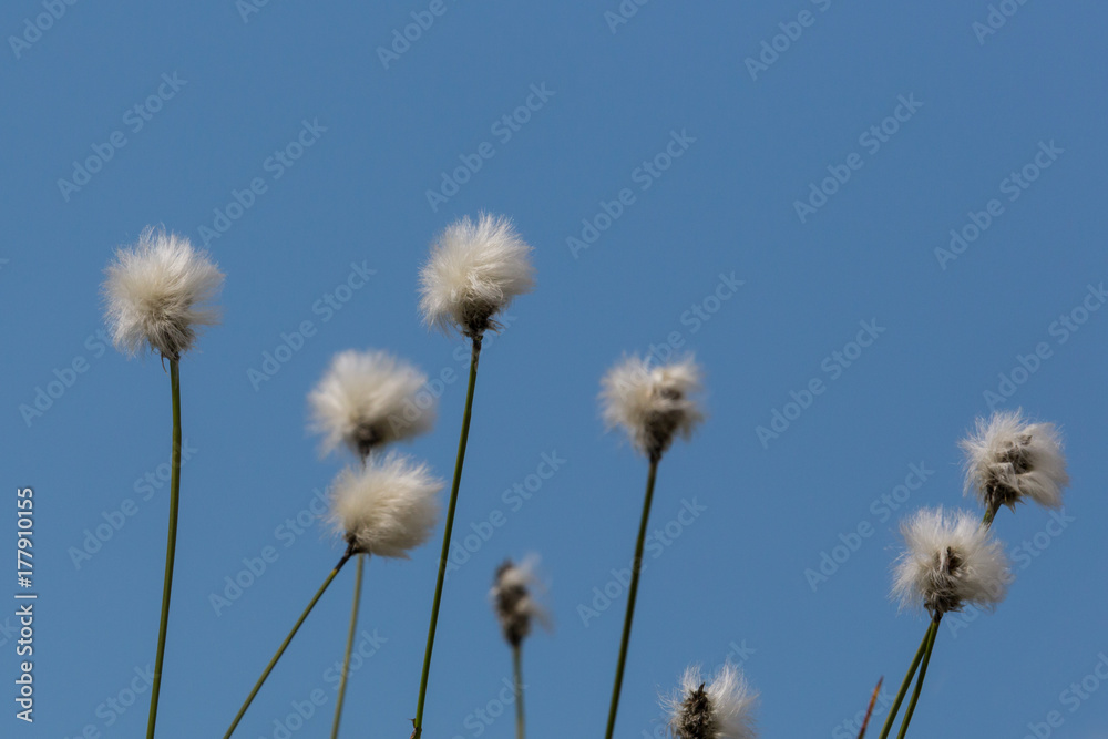 Obraz premium flower of natural cotton grass (Eriophorum)