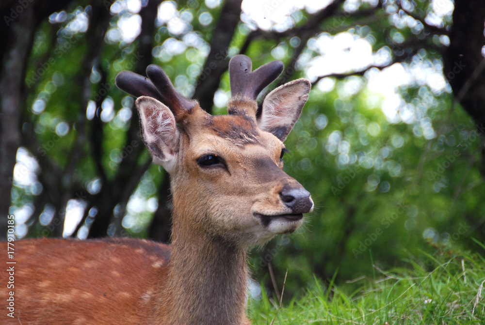 Obraz premium たたずむ鹿