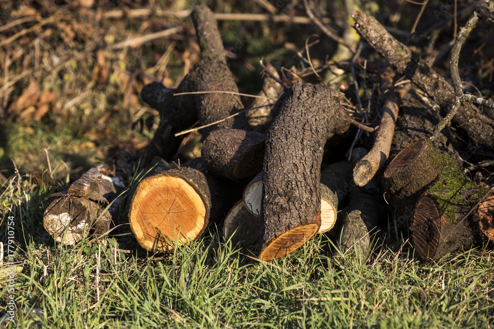 Fototapeta premium Firewood at countryside