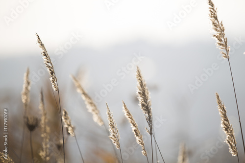 Winter Ryegrass 