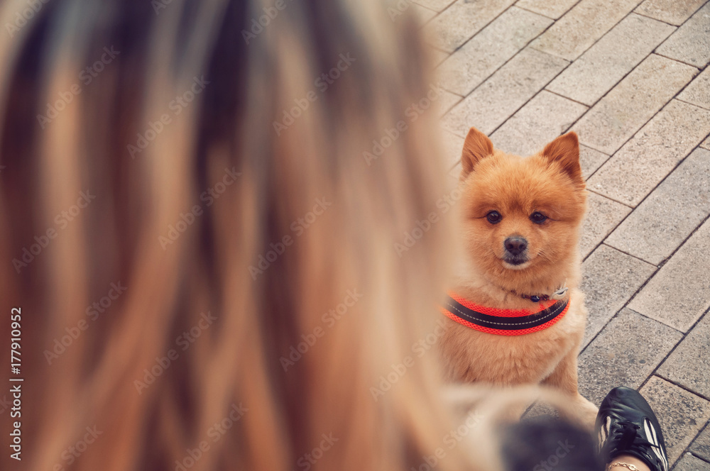 Girl walking with a dog in the city. Playful and lively Pomeranian dog.  Faithful, friendly friend. Friendship concept. Dog concept.