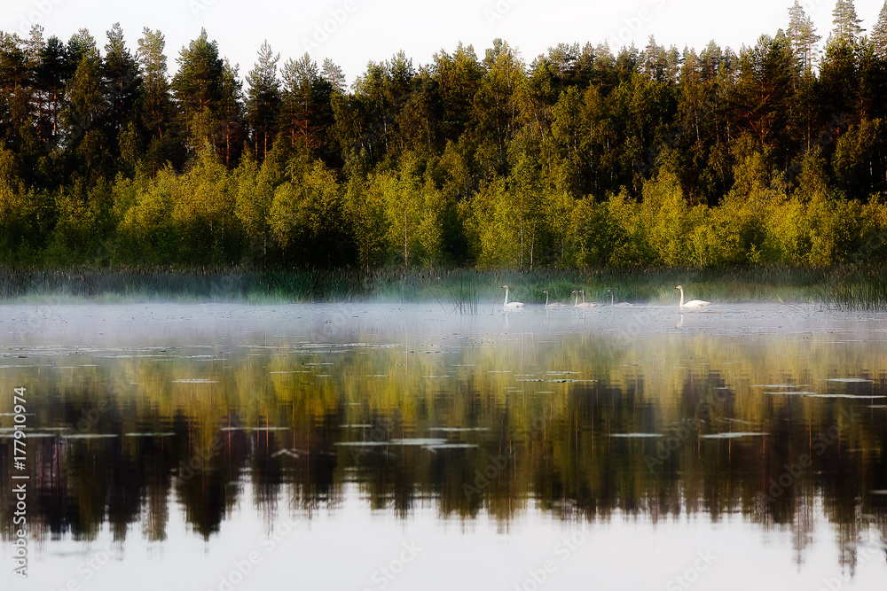 Fototapeta premium Swans float on the lake in the morning in the fog