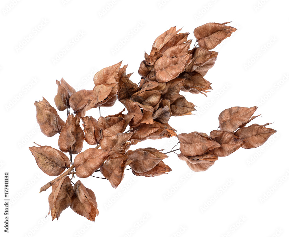 Golden Rain tree seed pods (koelreuteria paniculata) on isolated white ...