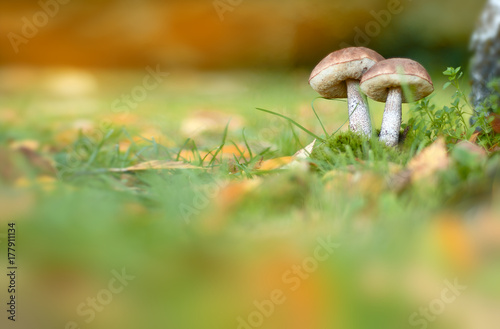 Autumn background with mushrooms and copyspace. Leccinum mushroom on the grass on a sunny autumn day. Selective soft focus.