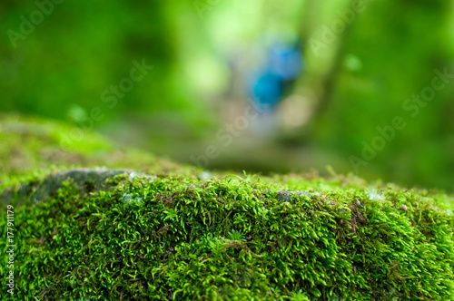 Green, forest background with focus on moss.