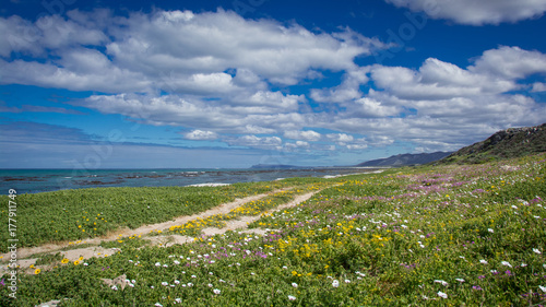 Wildflowers in spring near Cape Agulhas, South Africa