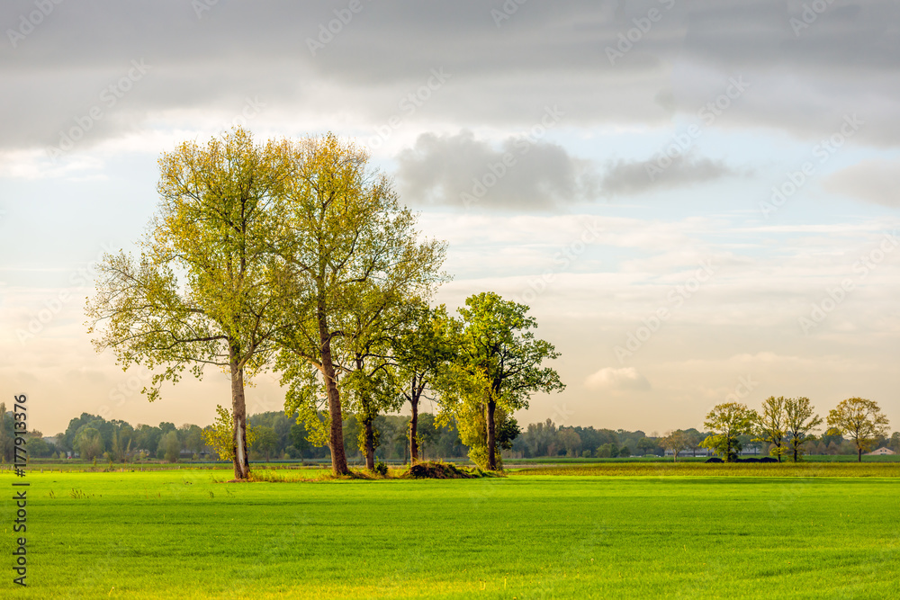 Obraz premium Row of trees in early morning sunlight