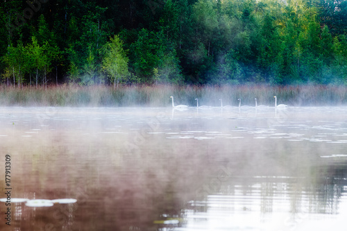 Swans float on the lake in the morning in the fog © tenrec