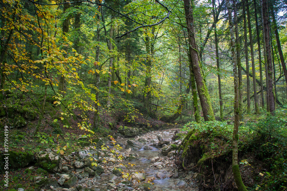 Hiking through the woods near Gex, France with the trees showing their autumn colors