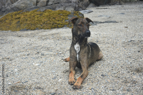 Beautiful cunucu dog laying down on a beach photo