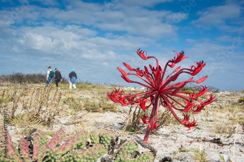 A family hikes past a fire lily flower in the sand near Cape Point, South Africa