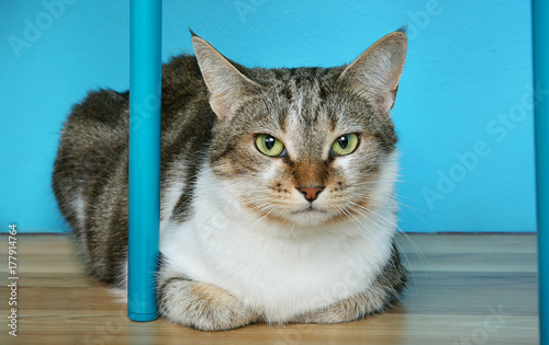 Annoyed Cat Looking at Camera