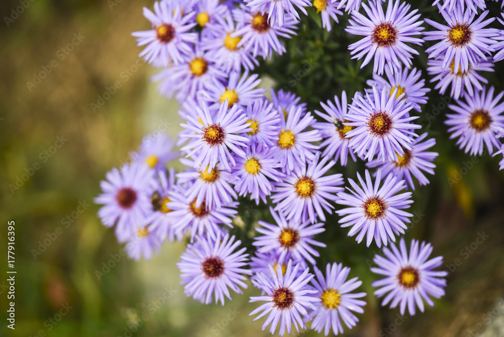 Violet daisy flower blooming in autumn in a garden in Poland. Violet daisy flower blooming in autumn in a garden in Poland.
