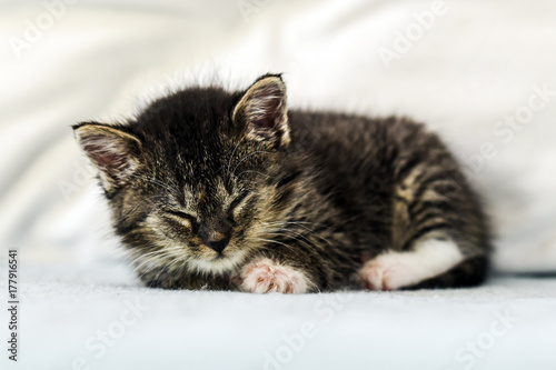 A cute little kitten lying and sleeping on a couch at home.