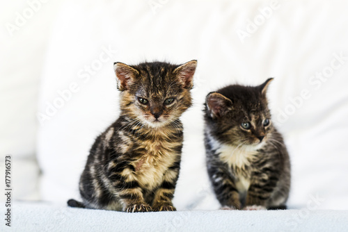 Two small and cute kittens sitting on the couch at home.