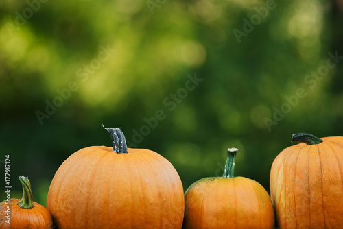 If pumpkins took selfies.