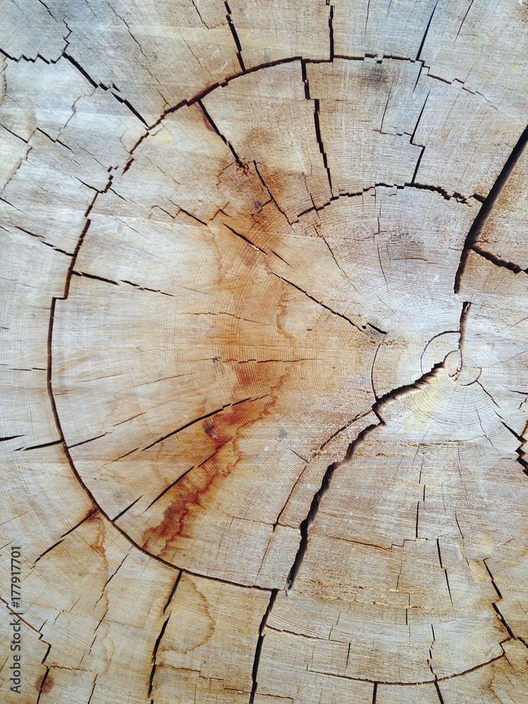 Cross section of old growth Ponderosa pine tree Stock Photo | Adobe Stock