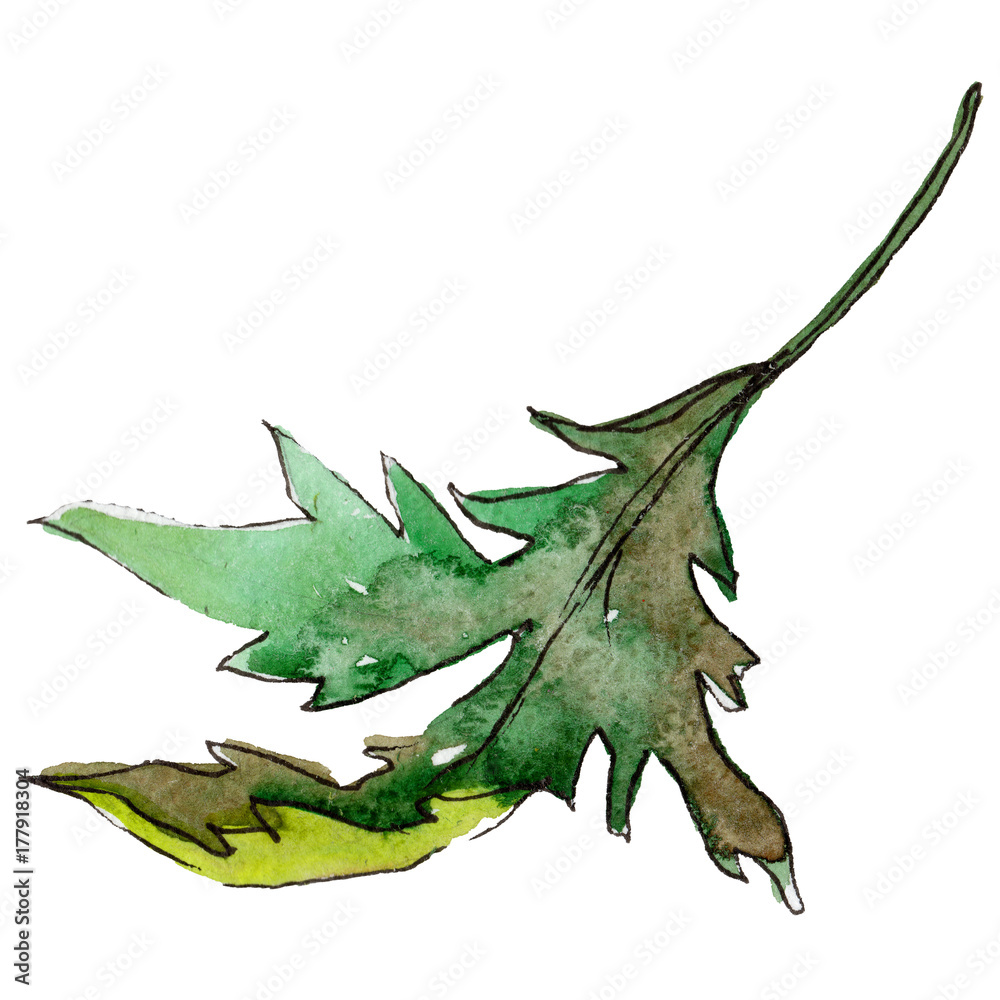 Naklejka premium Wildflower leaf flower in a watercolor style isolated. Full name of the plant: golden-daisy,leaf chrysanthemum. Aquarelle wild flower for background, texture, wrapper pattern, frame or border.