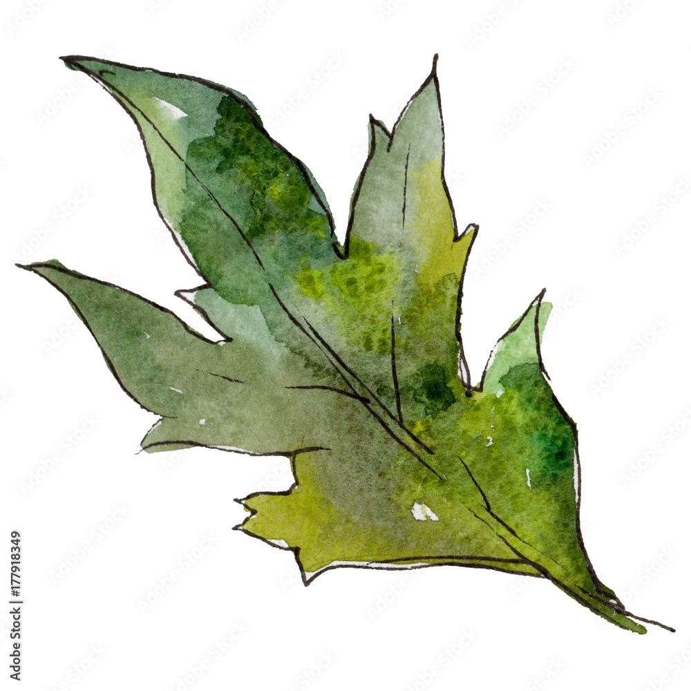 Naklejka premium Wildflower leaf flower in a watercolor style isolated. Full name of the plant: golden-daisy,leaf chrysanthemum. Aquarelle wild flower for background, texture, wrapper pattern, frame or border.