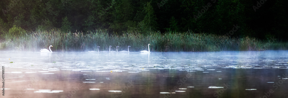Fototapeta premium Łabędzie pływają po jeziorze rano we mgle