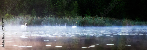Swans float on the lake in the morning in the fog