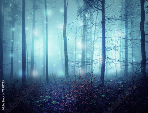 Wallpaper Mural Fantasy abstract bokeh light in creepy blue saturated foggy forest landscape. Torontodigital.ca