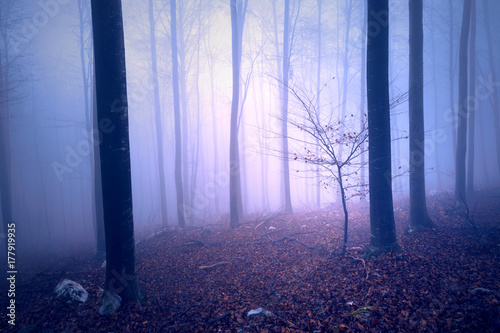 Fantasy purple blue colored foggy forest tree landscape. Color filter effect used.