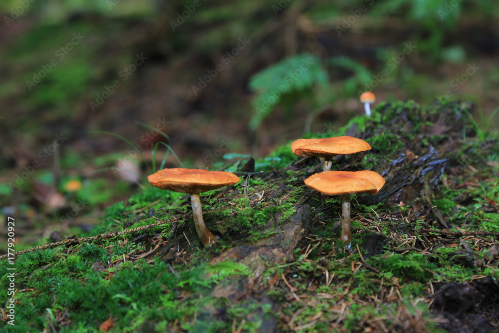 Svampar på stubbe i en granskog