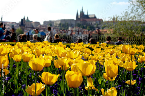 Blooming tulips of Prague / Springtime flowers on Prague castle background photo