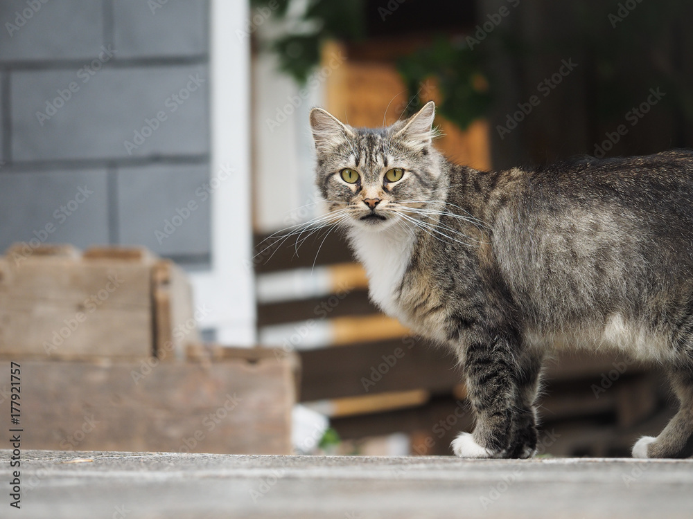 Obraz premium Street cat walking on the path. Portrait of a striped cat