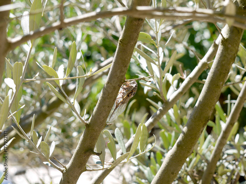 Cigale dans un olivier en Provence photo