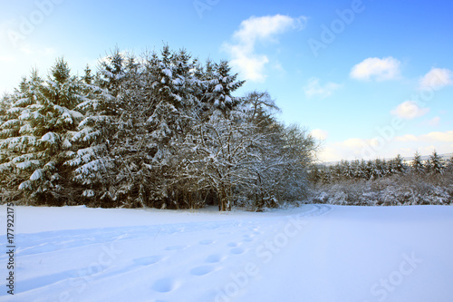 Trees with snow ,Christmas background.