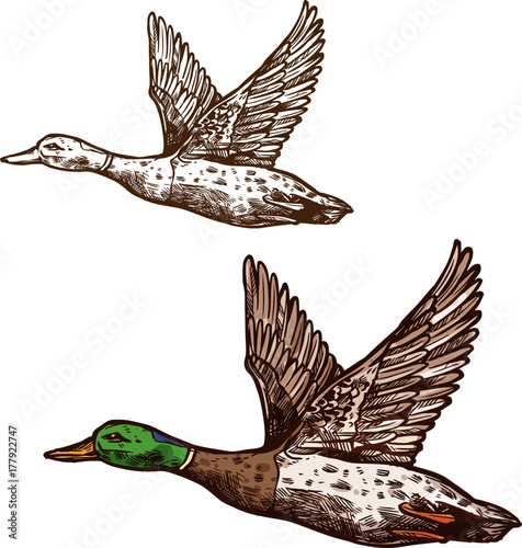 Wild duck mallard vector isolated sketch icon