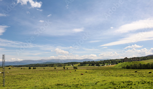 Cows on a green field under a blue clouded sky