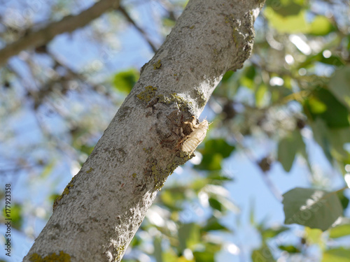 Mue de cigale accrochée à un arbre en Provence photo