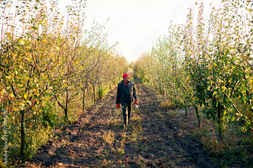 Senior farmer checking status of trees while walking in the orchard. Senior farmer checking status of trees while walking in the orchard.