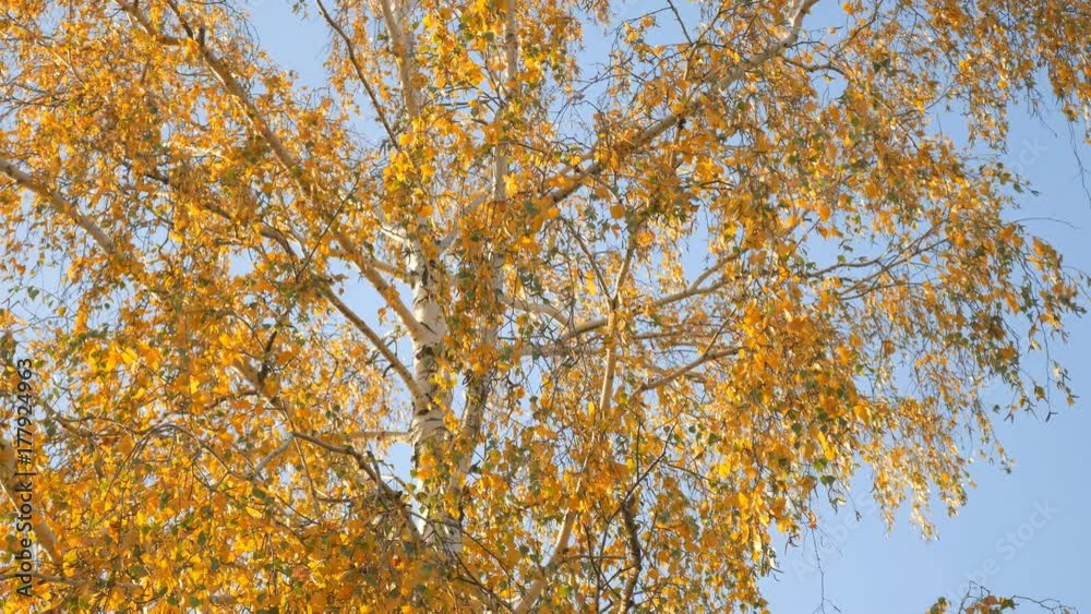 Golden birch leaves during autumn day on the sky background. Golden birch leaves during autumn day on the sky background.