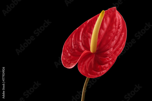 Fototapeta Naklejka Na Ścianę i Meble -  Red Anthurium.