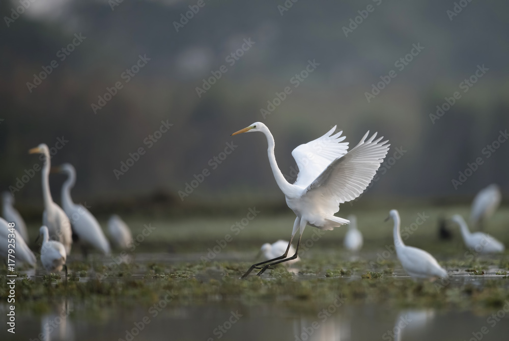 Great Egret Taking off Great Egret Taking off
