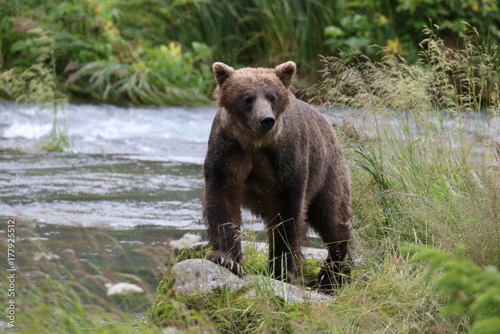 Fototapeta premium Braunbär