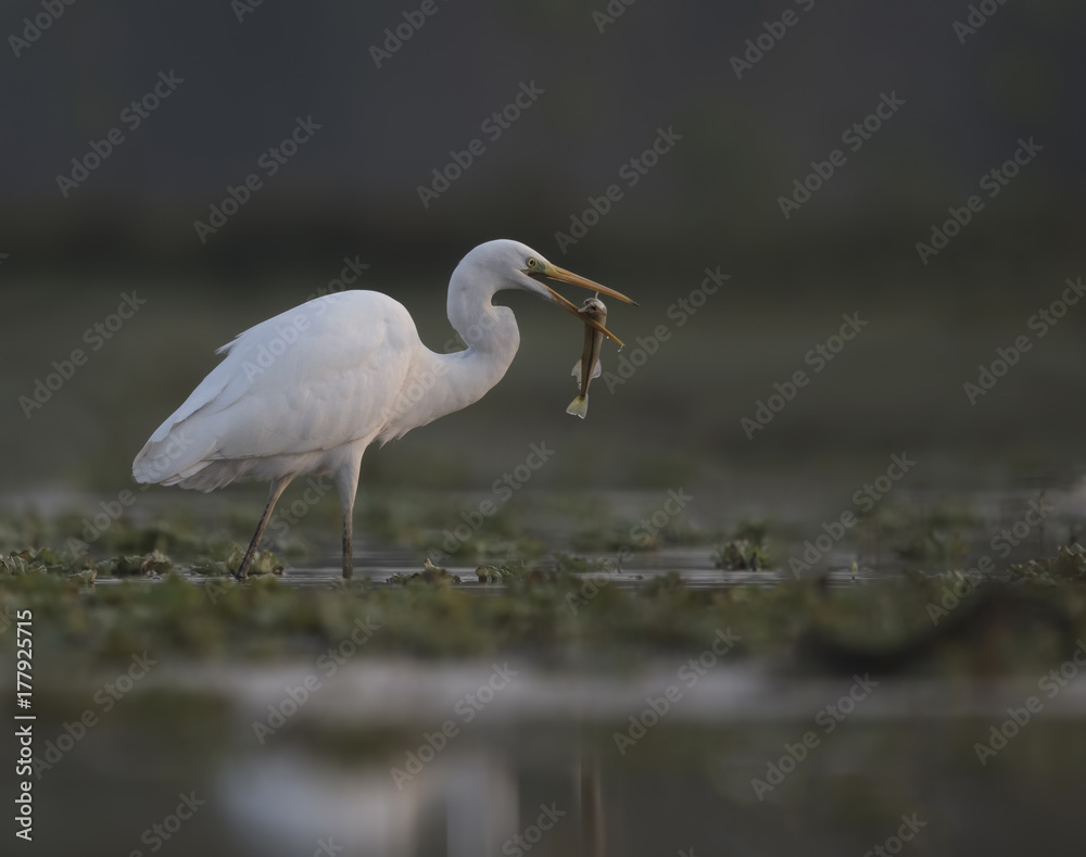 Great Egret with hunt Great Egret with hunt