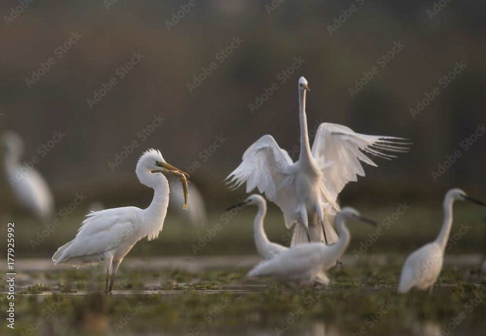 Obraz premium Great Egret Hunting