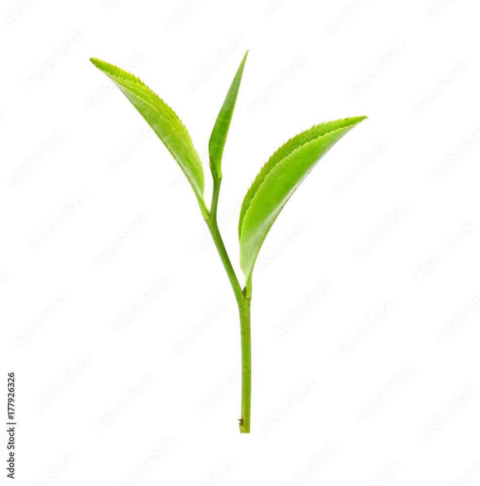 Obraz premium green tea leaf isolated on white background