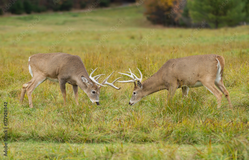 Fototapeta premium White-tailed deer bucks fighting during the rut in autumn