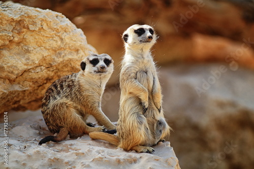 Two meerkats photo