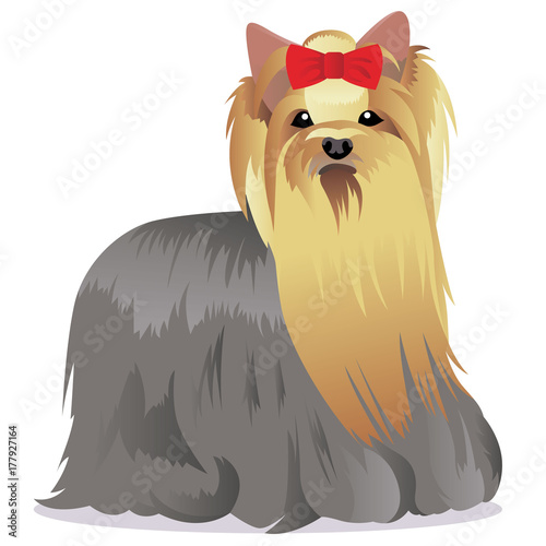 Yorkshire Terrier dog