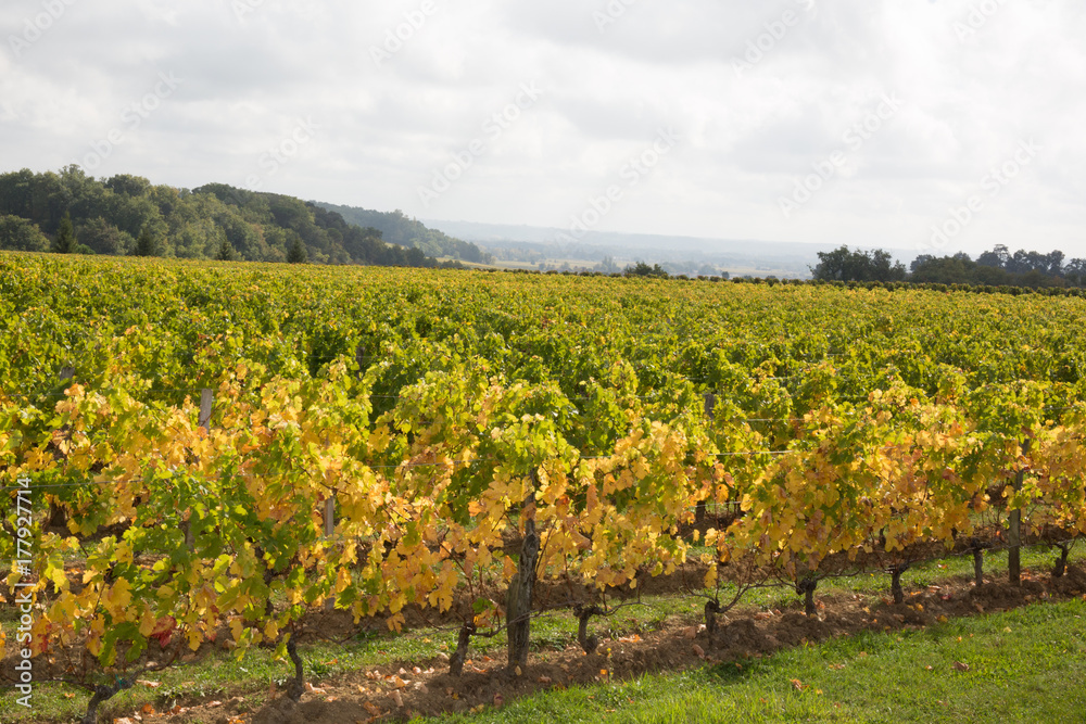 a landscape of medoc bordeaux wine with the vines