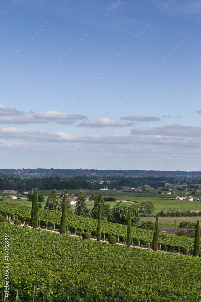 Vineyards near Bordeaux
