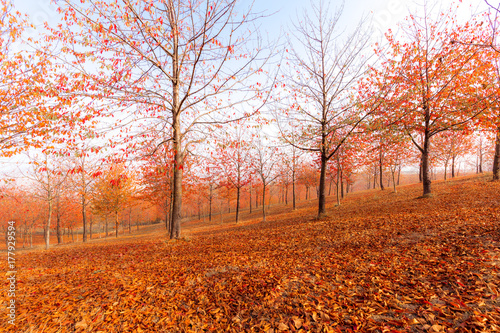 Langhe, Piedmont, Italy. Autumn landscape